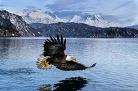 Bald Eagle (Alaska)