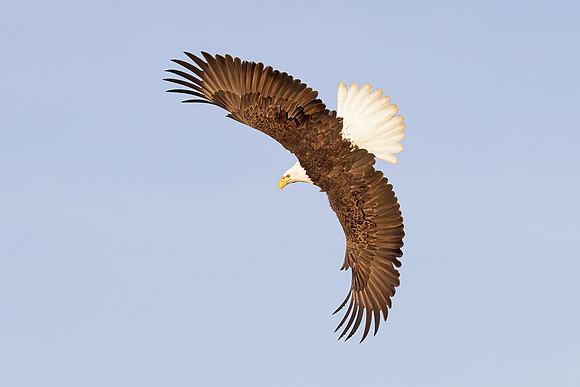 Bald Eagle (Alaska)