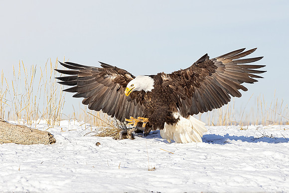 Bald Eagle (Alaska)