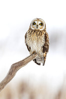 Short Eared Owl (Alaska)