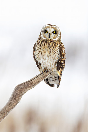 Short Eared Owl (Alaska)