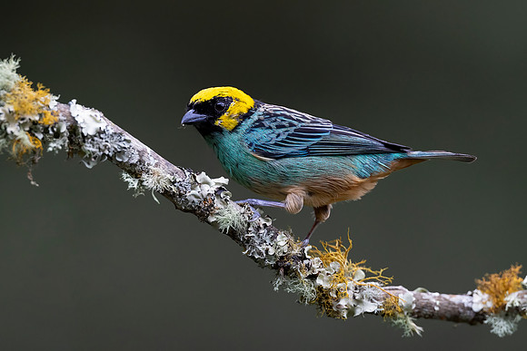 Saffron Crowned Tanager (Colombia)