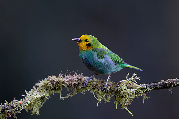 Multicolored Tanager (Colombia)