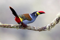 Grey Breasted Mountain Toucan (Colombia)