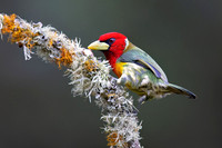 Red Headed Barbet (Colombia)