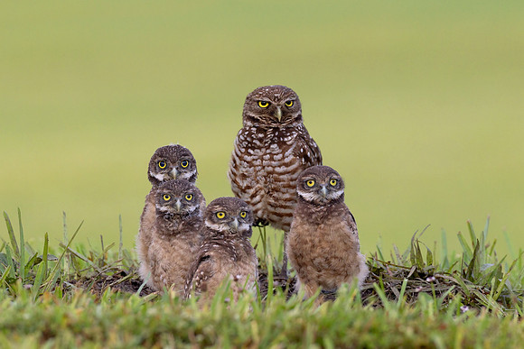 Burrowing Owls (Florida)