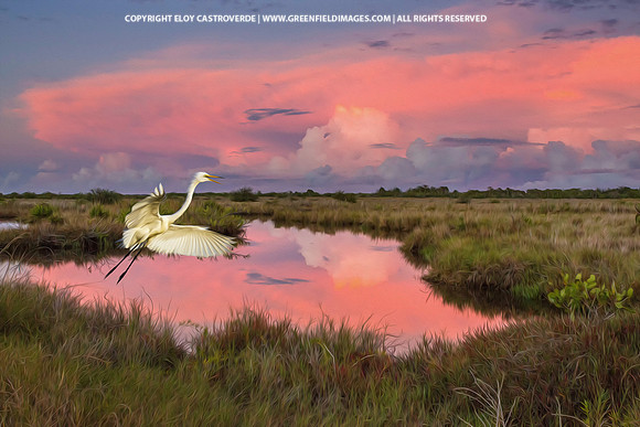 Great Egret flying over the marsh (Florida)
