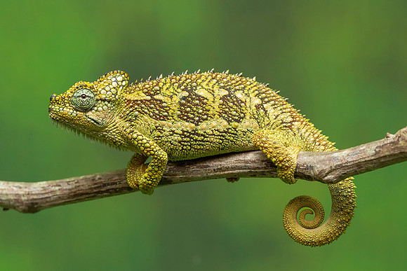 Dwarf Fisher's Chameleon