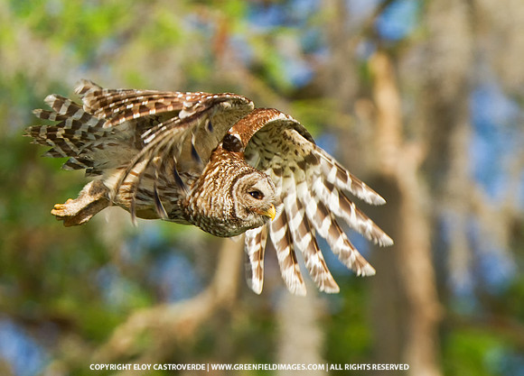 Barred Owl in flight