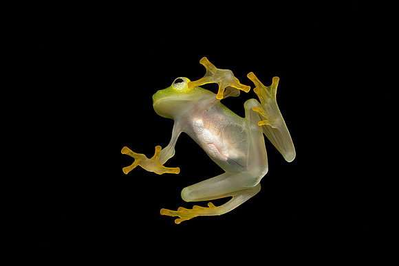 Glass Frog
