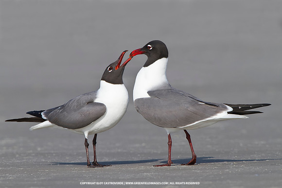 Laughing Gulls