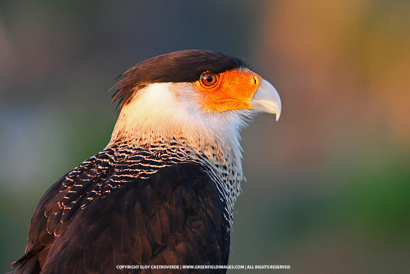 Crested Caracara