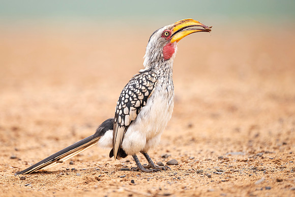 Yellow Billed Hornbill (South Africa)