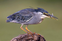 Striated Heron (South Africa)