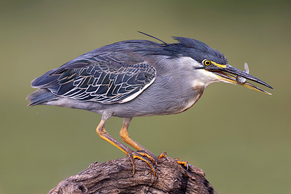 Striated Heron (South Africa)