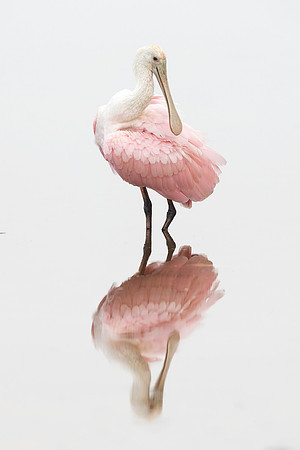 Roseate Spoonbill (Florida)