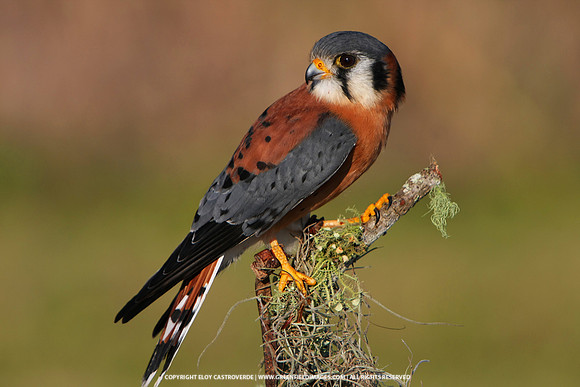 American Kestrel
