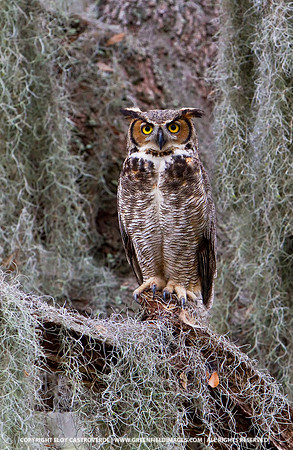 Great Horned Owl
