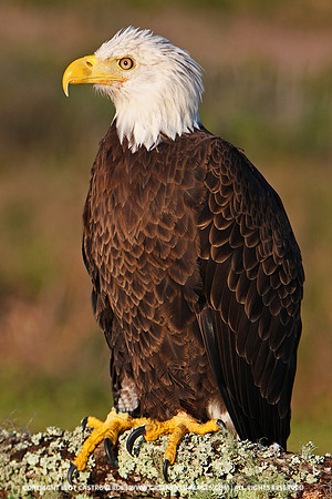 Bald Eagle