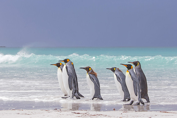 King Penguins (Falkland Islands)