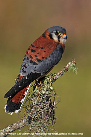 American Kestrel
