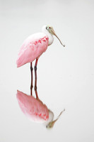Roseate Spoonbill (Florida)