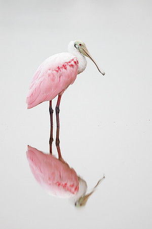 Roseate Spoonbill (Florida)