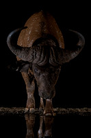 African Buffalo (South Africa)