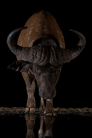 African Buffalo (South Africa)