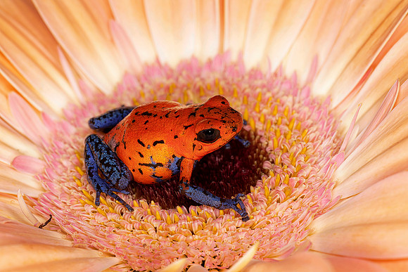 Blue Jeans Poison Dart Frog