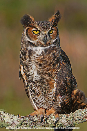 Great Horned Owl