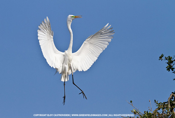Great Egret Stricking a Pose