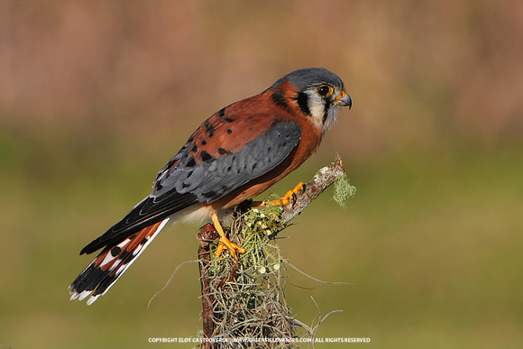American Kestrel