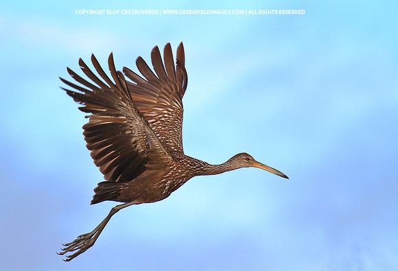 Limpkin in Flight