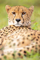 Cheetah (South Africa)