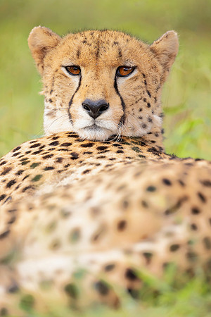Cheetah (South Africa)