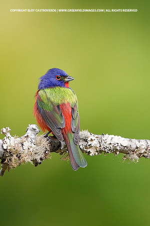 Painted Bunting (male)