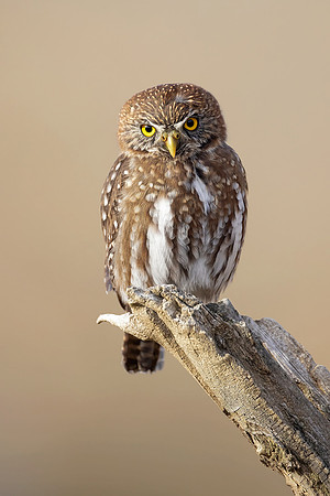 Austral Pygmy Owl (Patagonia, Chile)