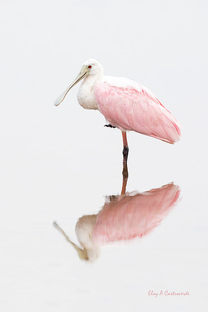 Roseate Spoonbill (Florida)