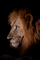 Lion (South Africa)
