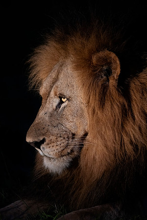 Lion (South Africa)
