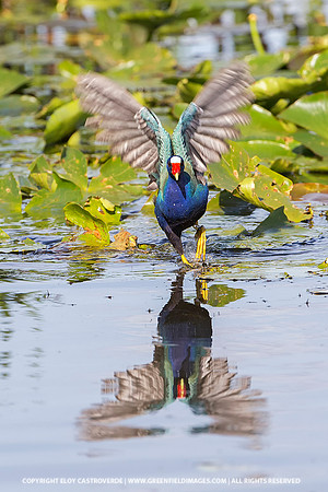 Purple Gallinule